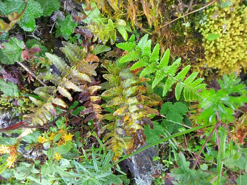 Dryopteris costalisora photo 8