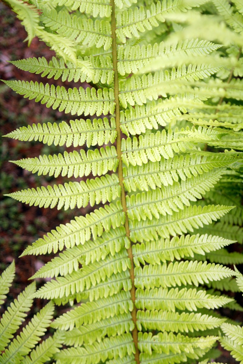 Dryopteris crassirhizoma photo 2