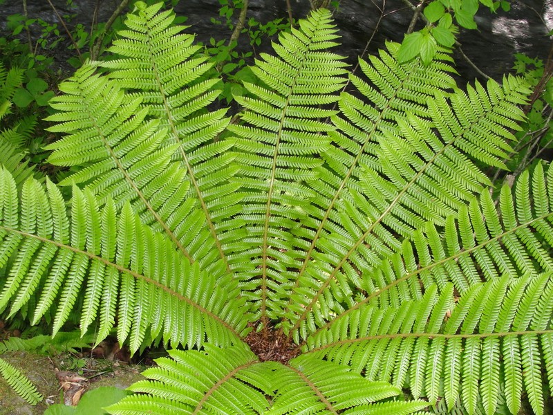 Dryopteris crassirhizoma photo 3