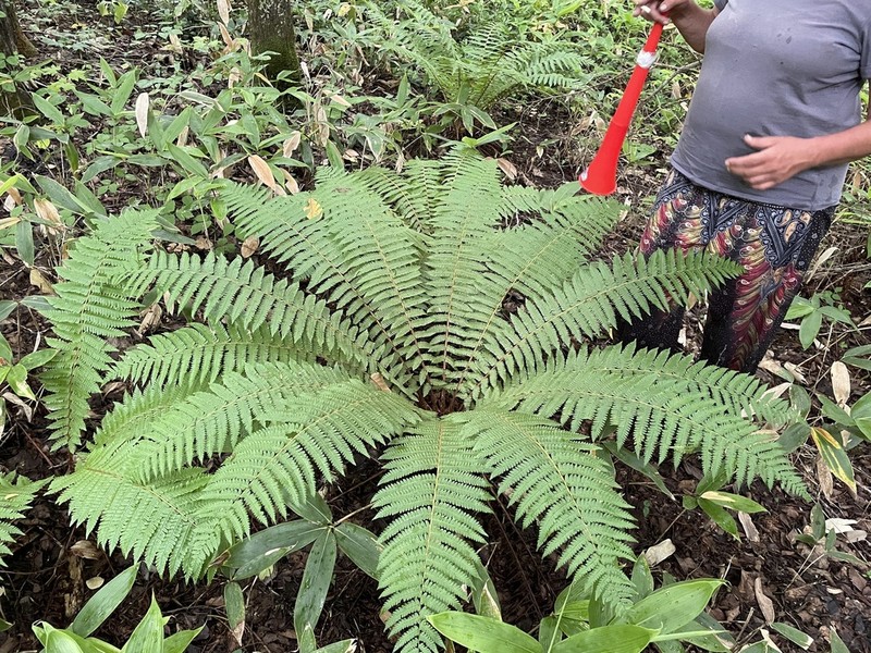Dryopteris crassirhizoma photo 4