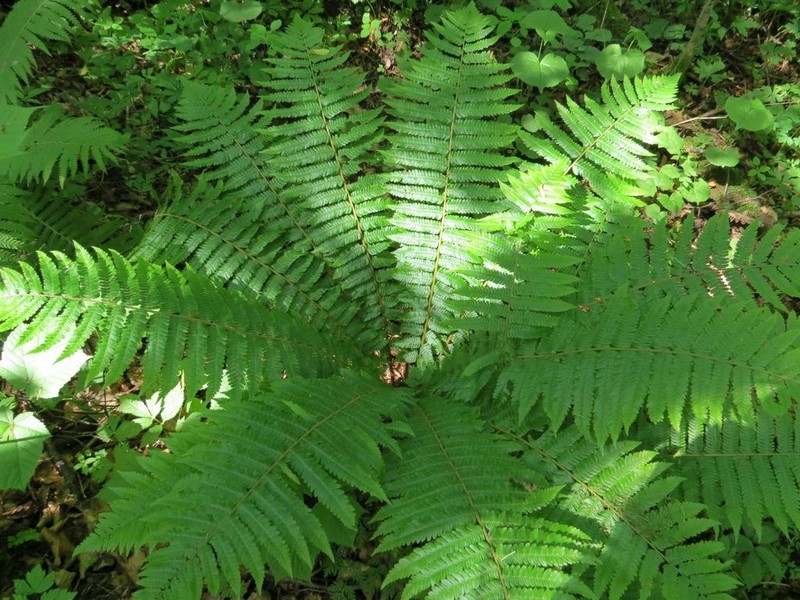 Dryopteris crassirhizoma photo 6