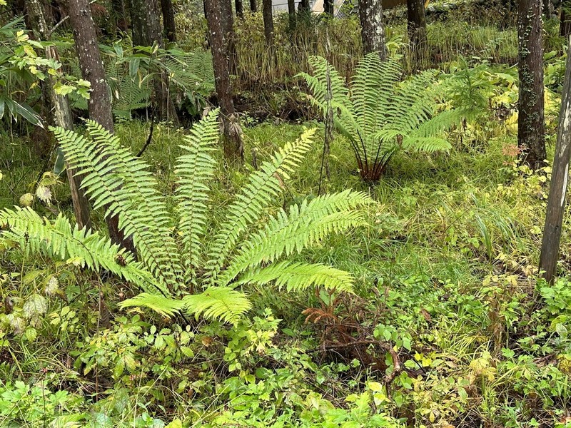 Dryopteris crassirhizoma photo 7