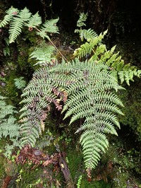 Serpent Woodfern