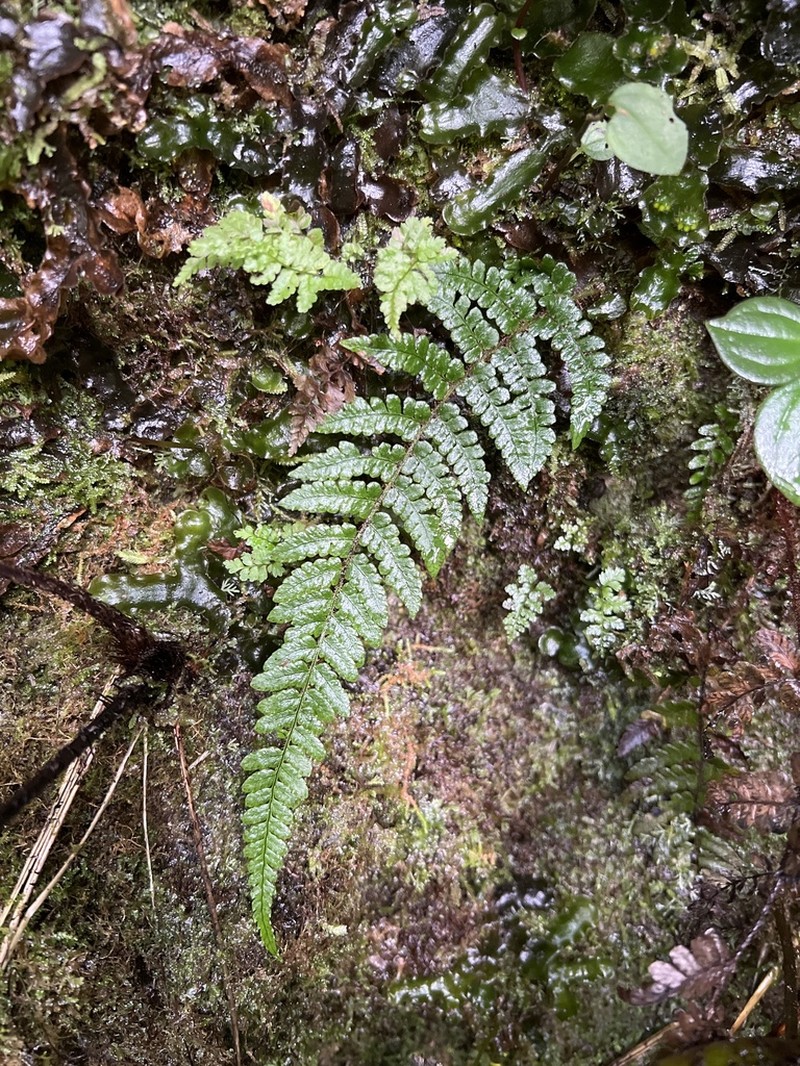 Serpent Woodfern photo 2