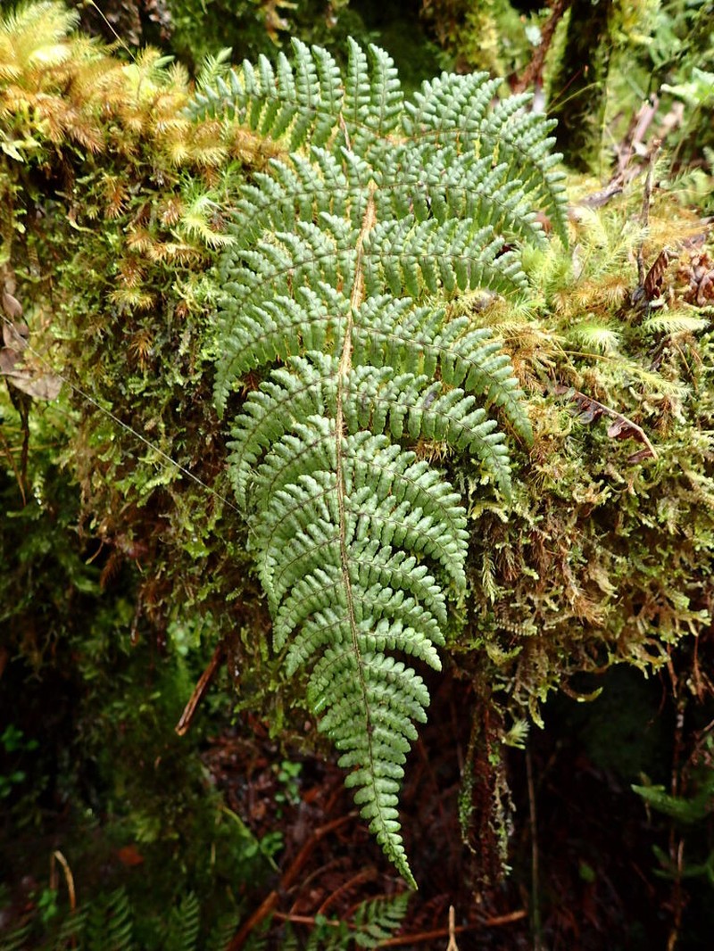Serpent Woodfern photo 3