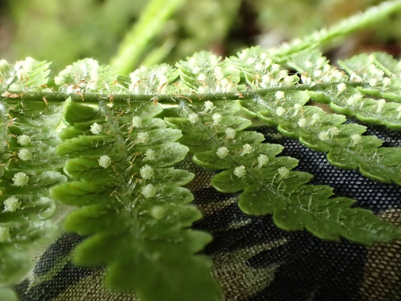 Serpent Woodfern photo 4