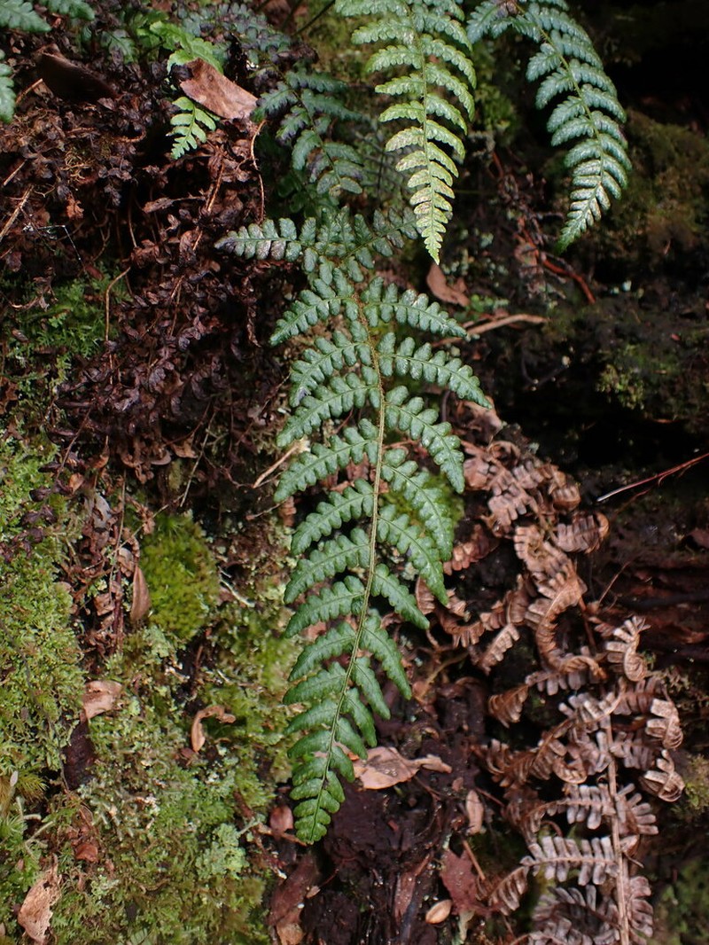 Serpent Woodfern photo 7