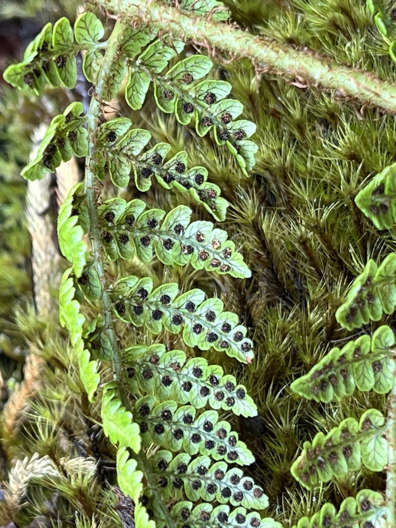 Dryopteris crinalis var. crinalis