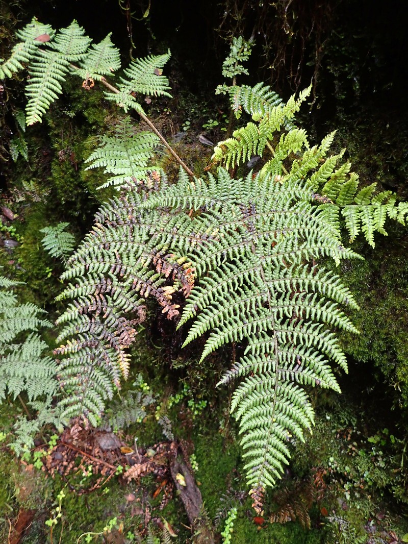 Dryopteris crinalis var. crinalis photo 2