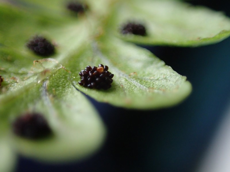 Dryopteris crinalis var. crinalis photo 3