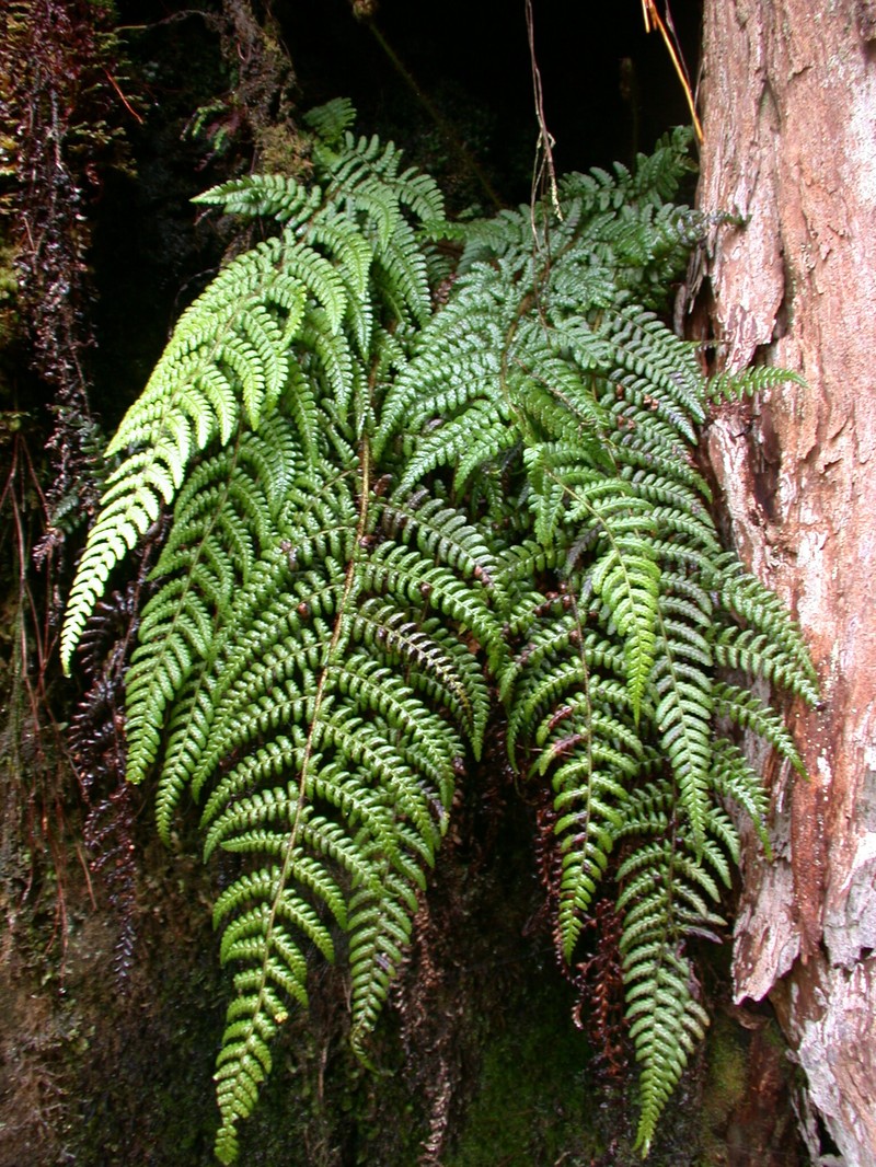 Dryopteris crinalis var. crinalis photo 4