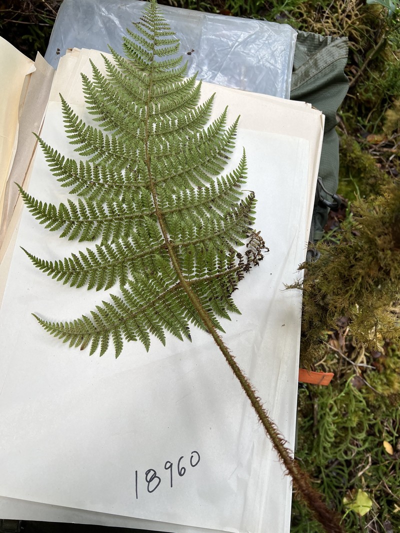 Kauaikinana Woodfern