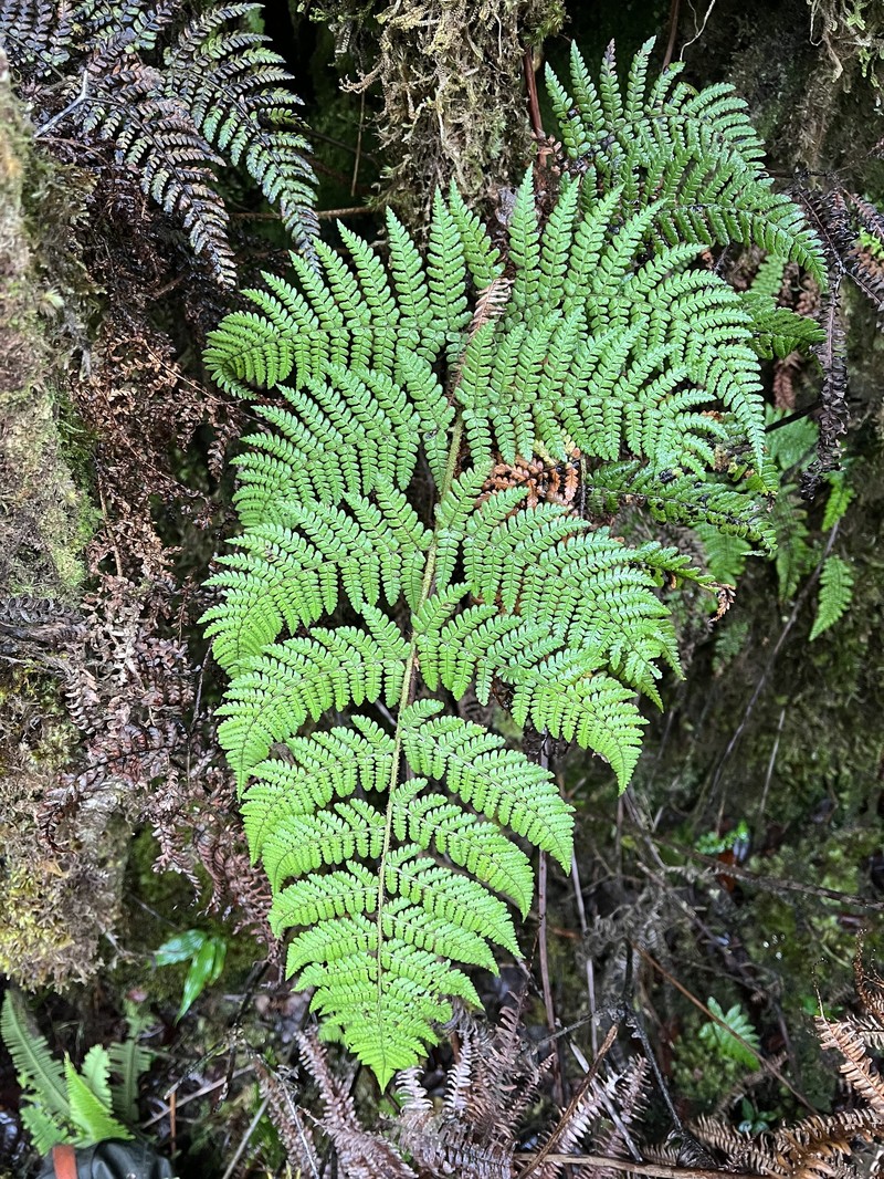 Kauaikinana Woodfern photo 2