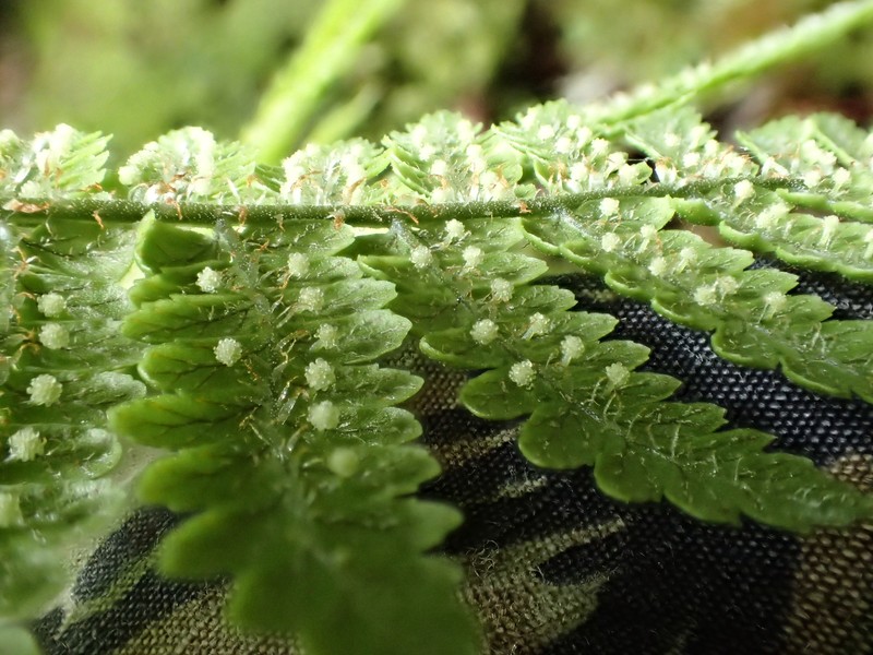 Kauaikinana Woodfern photo 3