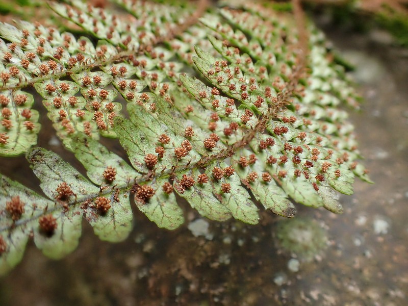 Kauaikinana Woodfern photo 6