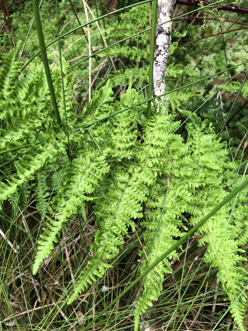 Dryopteris crispifolia