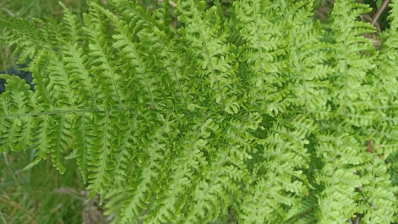 Dryopteris crispifolia photo 2