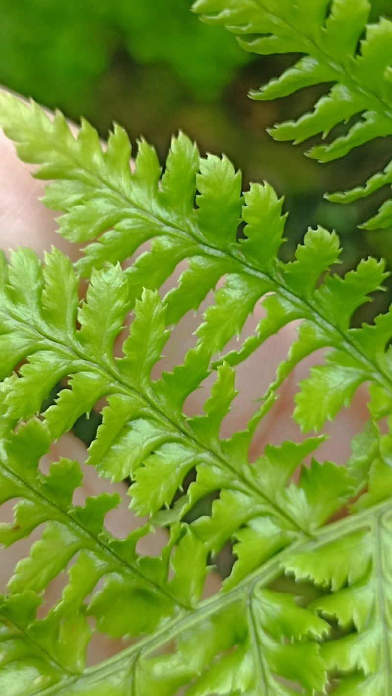 Dryopteris crispifolia photo 3