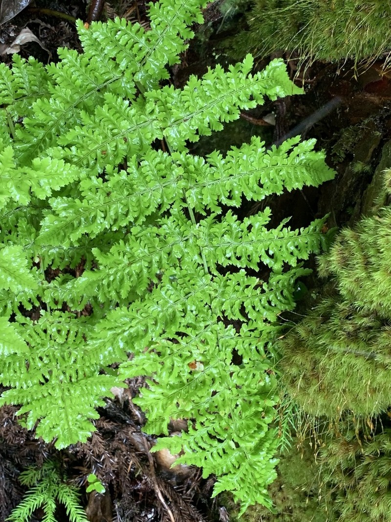 Dryopteris crispifolia photo 4
