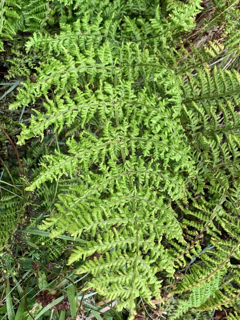 Dryopteris crispifolia photo 5