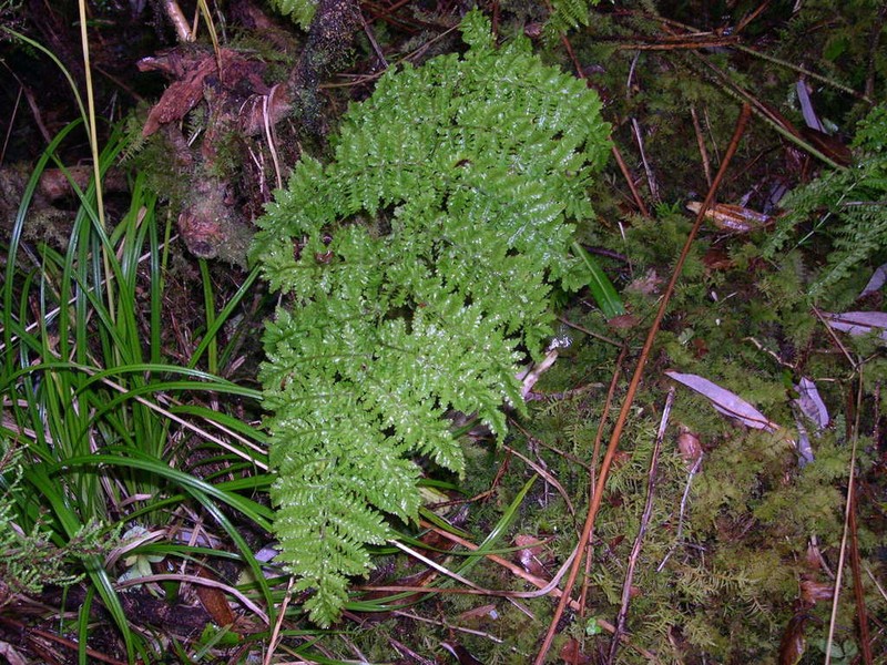 Dryopteris crispifolia photo 6