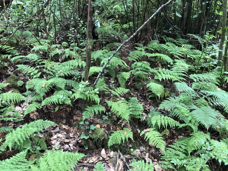 Dryopteris crispifolia photo 7