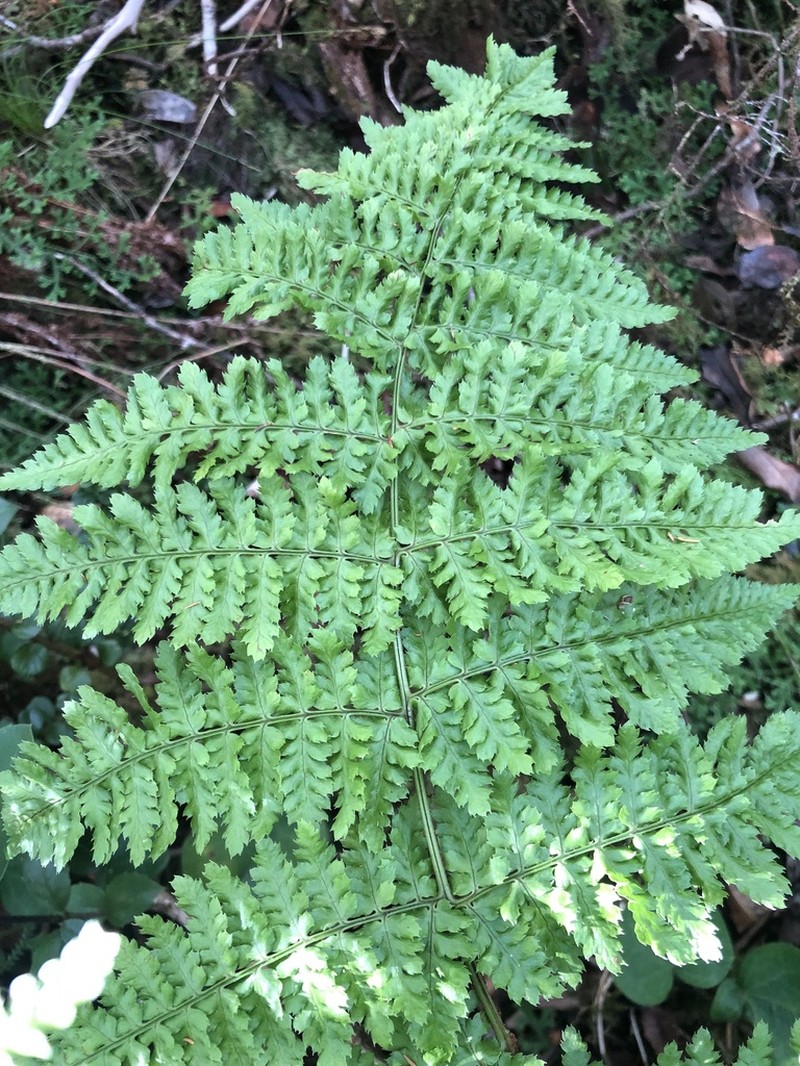 Dryopteris crispifolia photo 8