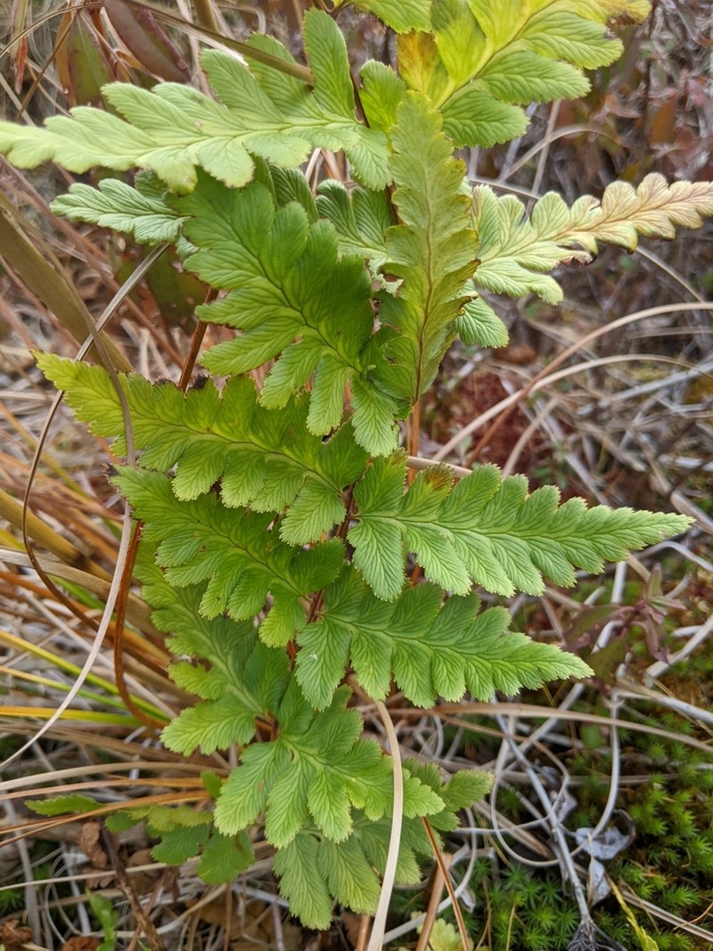 Crested Woodfern