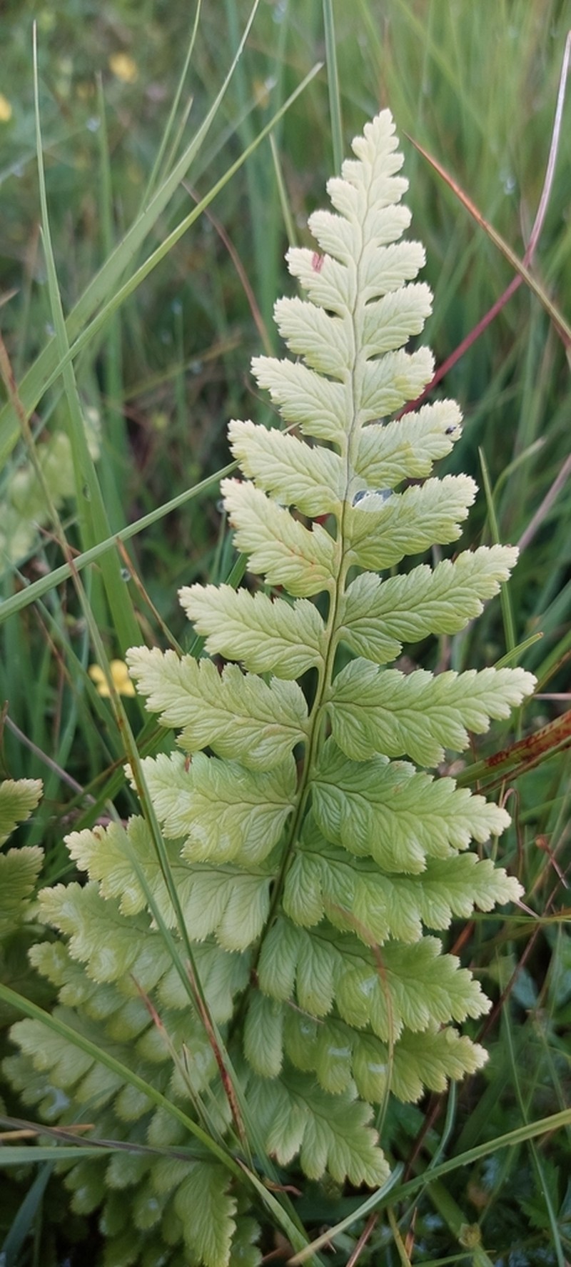 Crested Woodfern photo 2