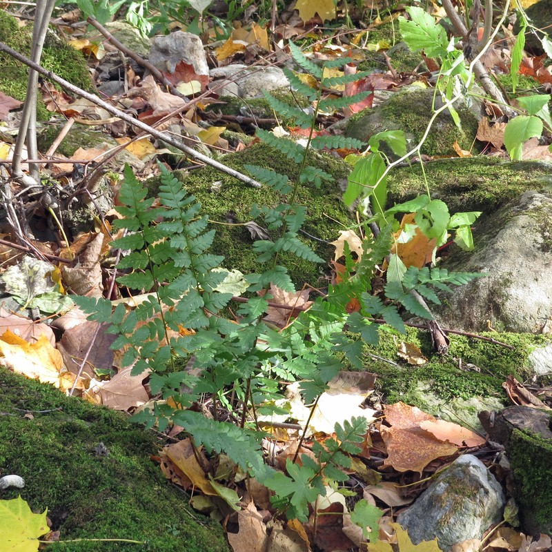 Crested Woodfern photo 3