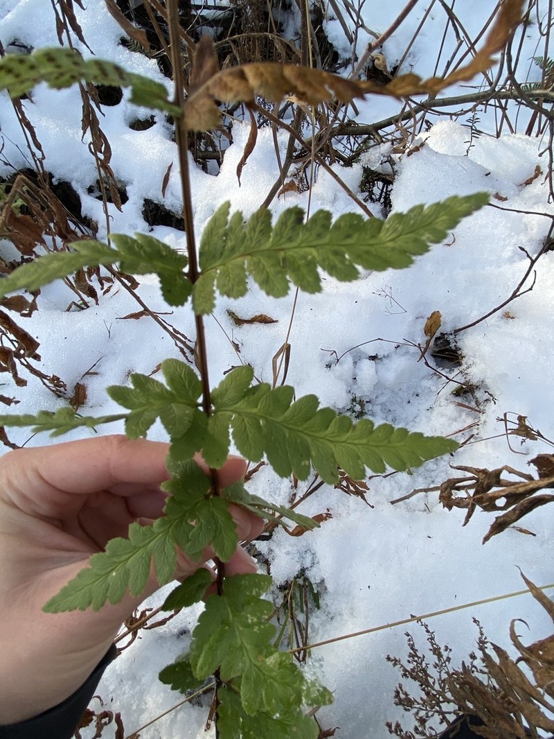 Crested Woodfern photo 4