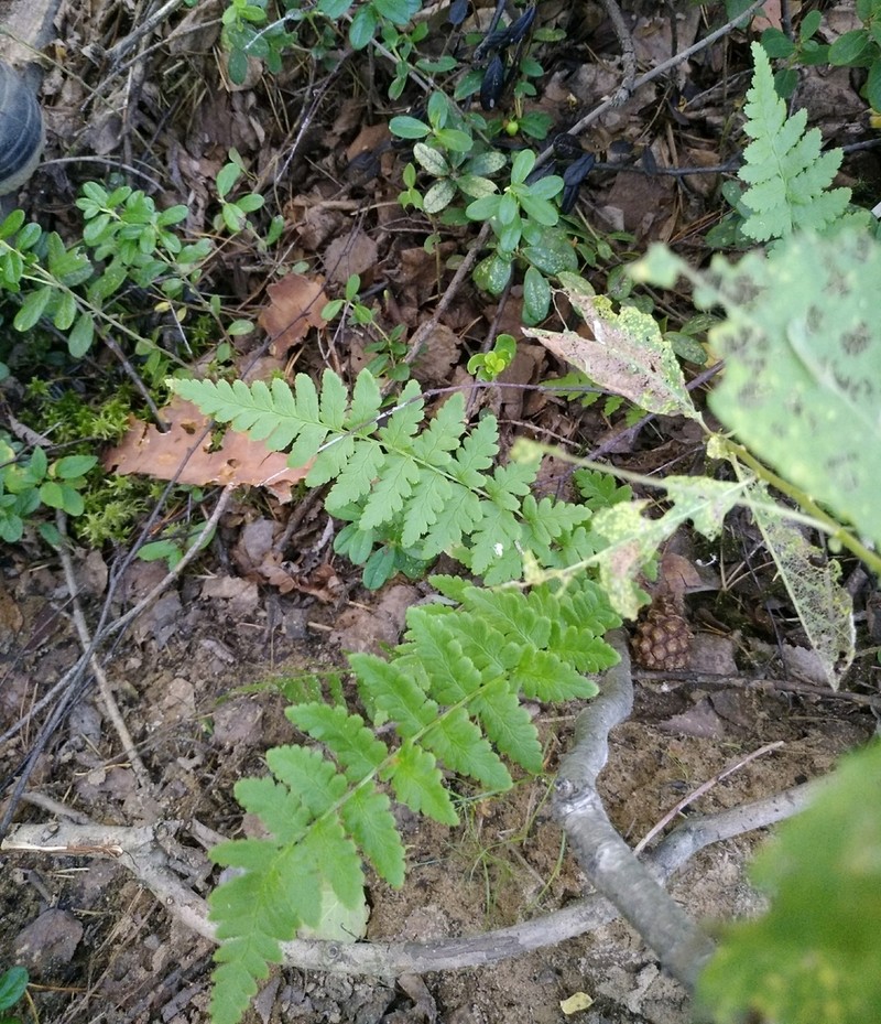 Crested Woodfern photo 5