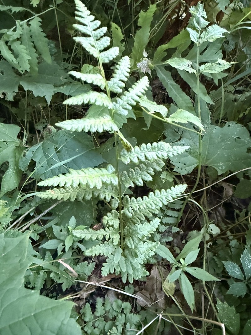 Crested Woodfern photo 7