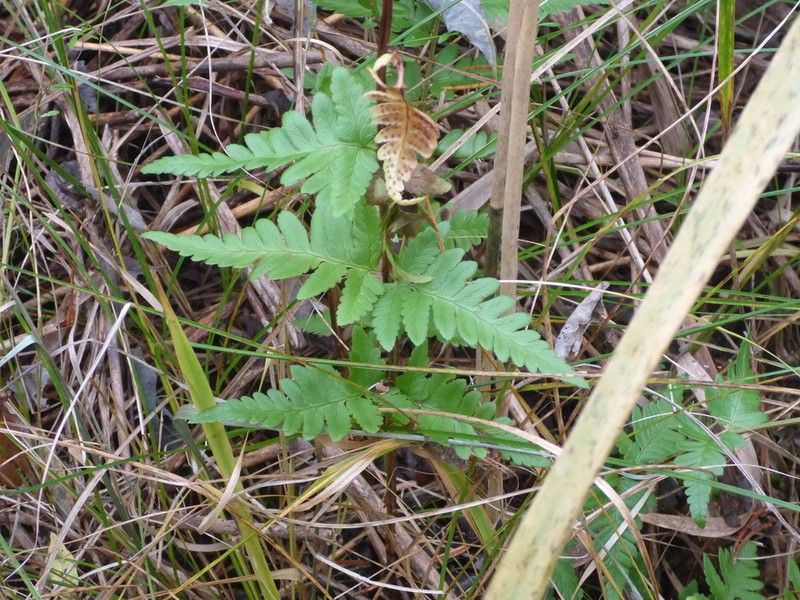 Crested Woodfern photo 8