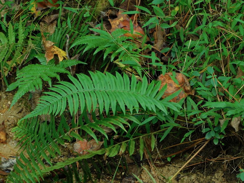 Dryopteris cycadina