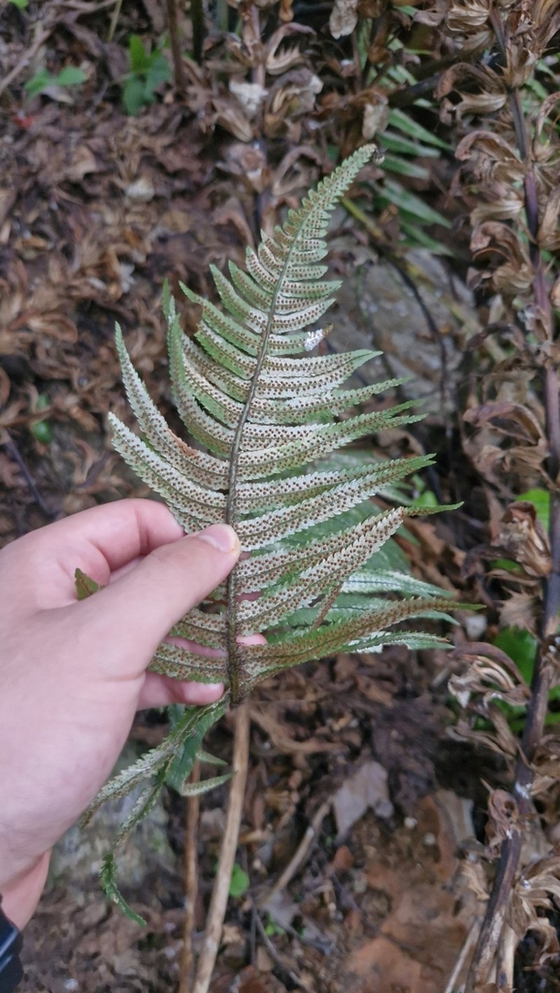 Dryopteris cycadina photo 2