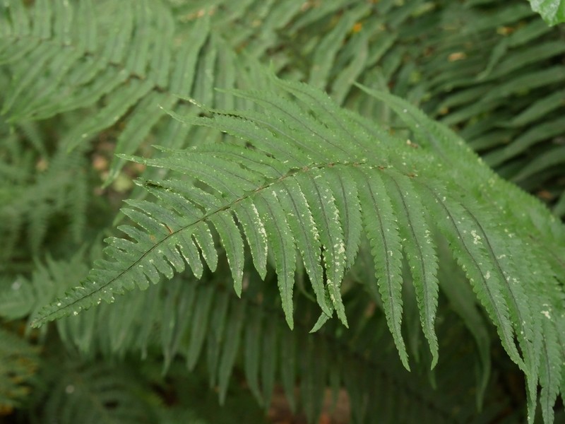 Dryopteris cycadina photo 3