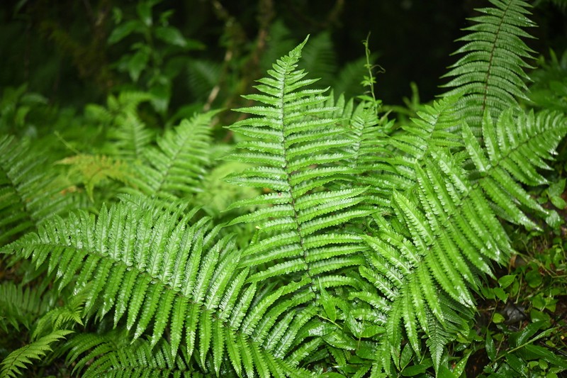 Dryopteris cycadina photo 4
