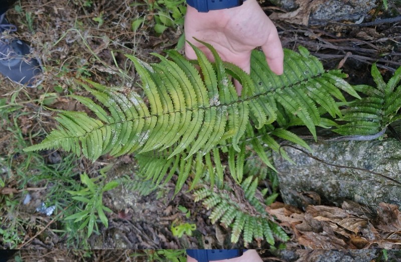 Dryopteris cycadina photo 5