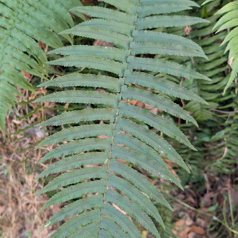 Dryopteris cycadina photo 6