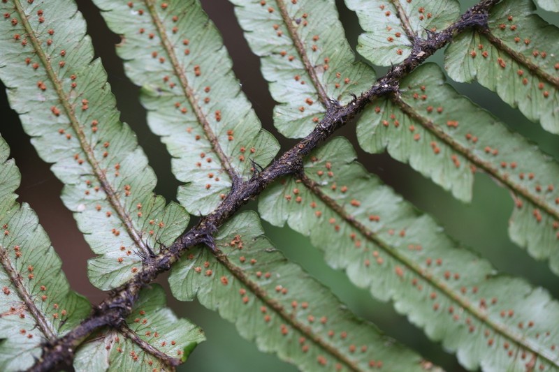 Dryopteris cycadina photo 7