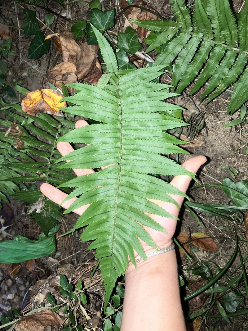 Dryopteris cycadina photo 8