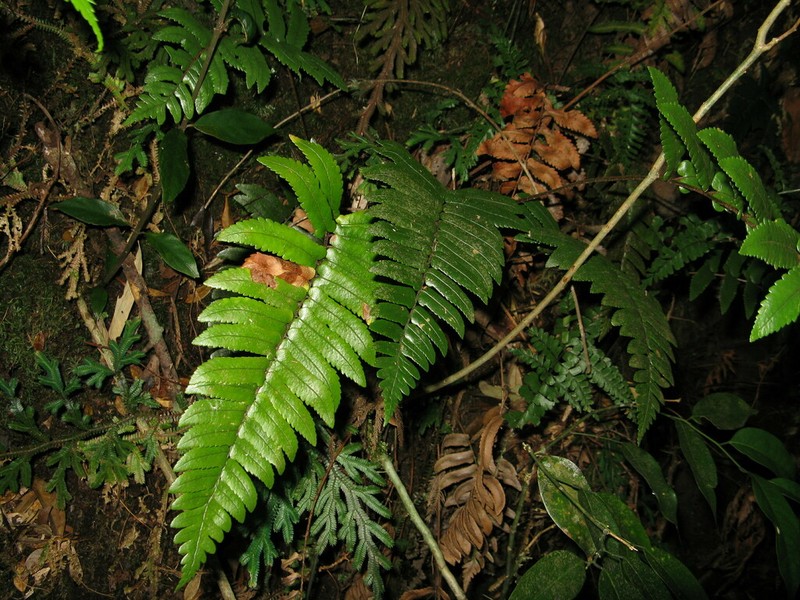 Dryopteris cyclopeltidiformis