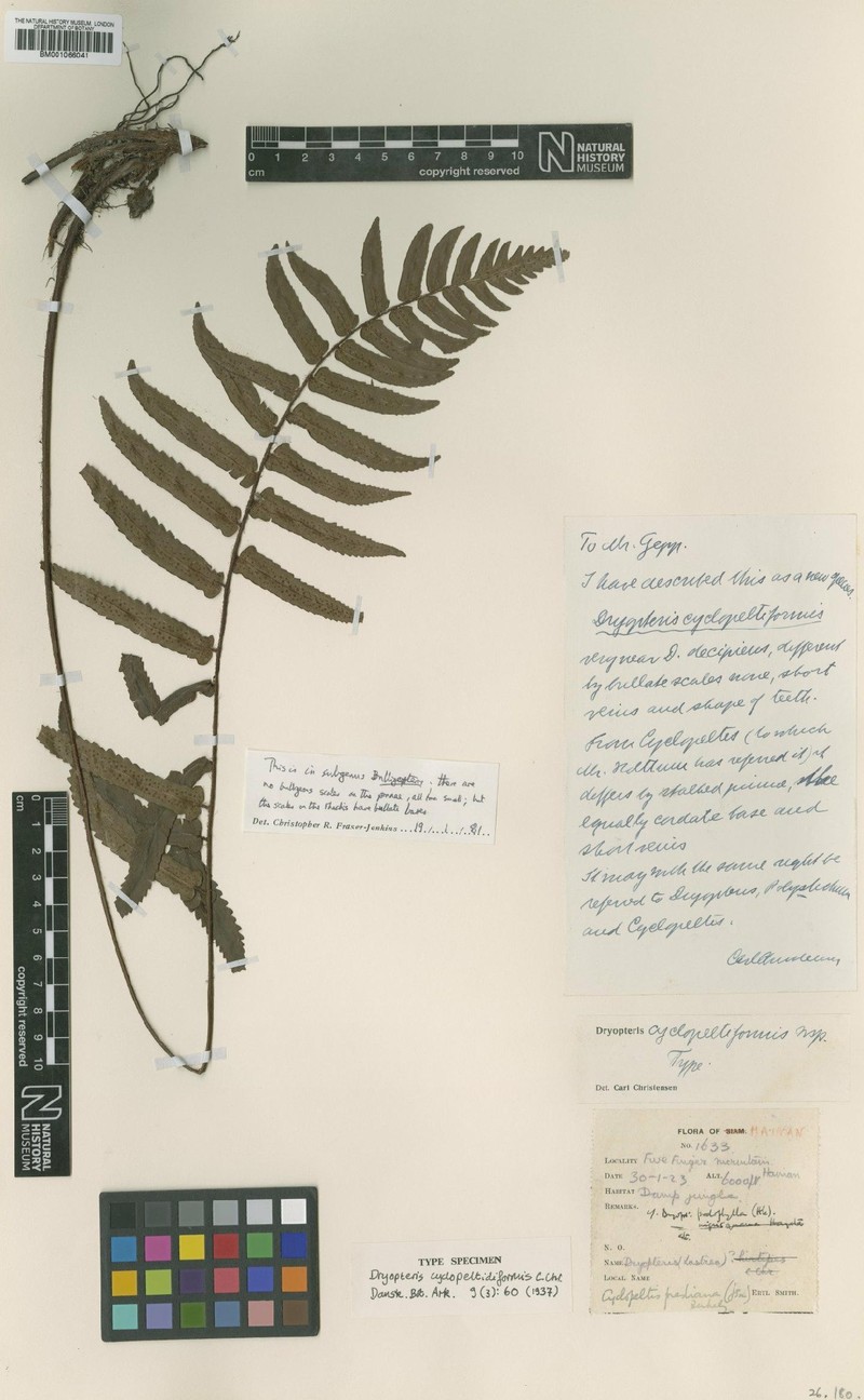 Dryopteris cyclopeltidiformis photo 2