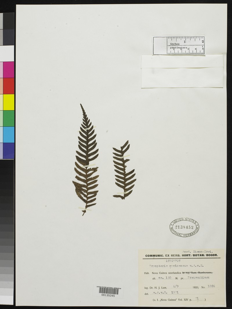 Dryopteris cyclosorus