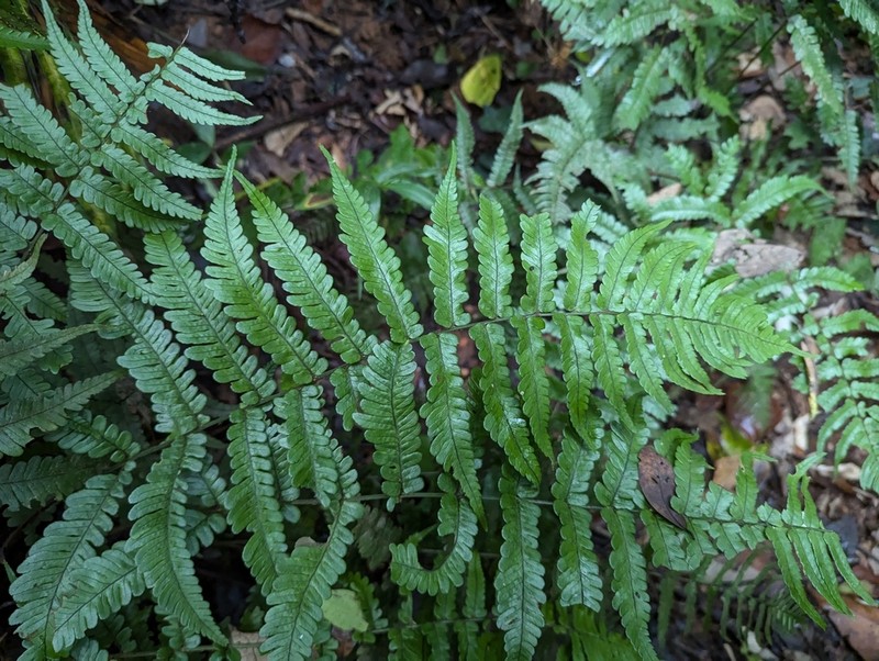 Dryopteris decipiens