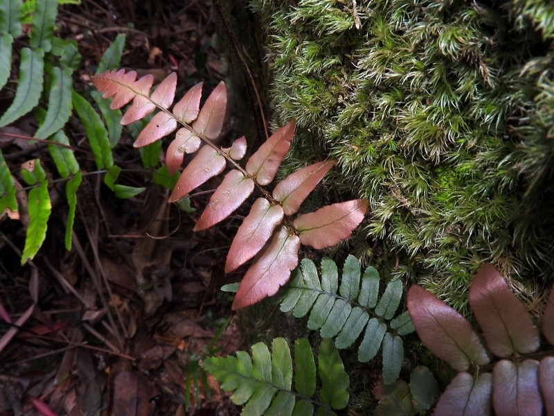 Dryopteris decipiens photo 2