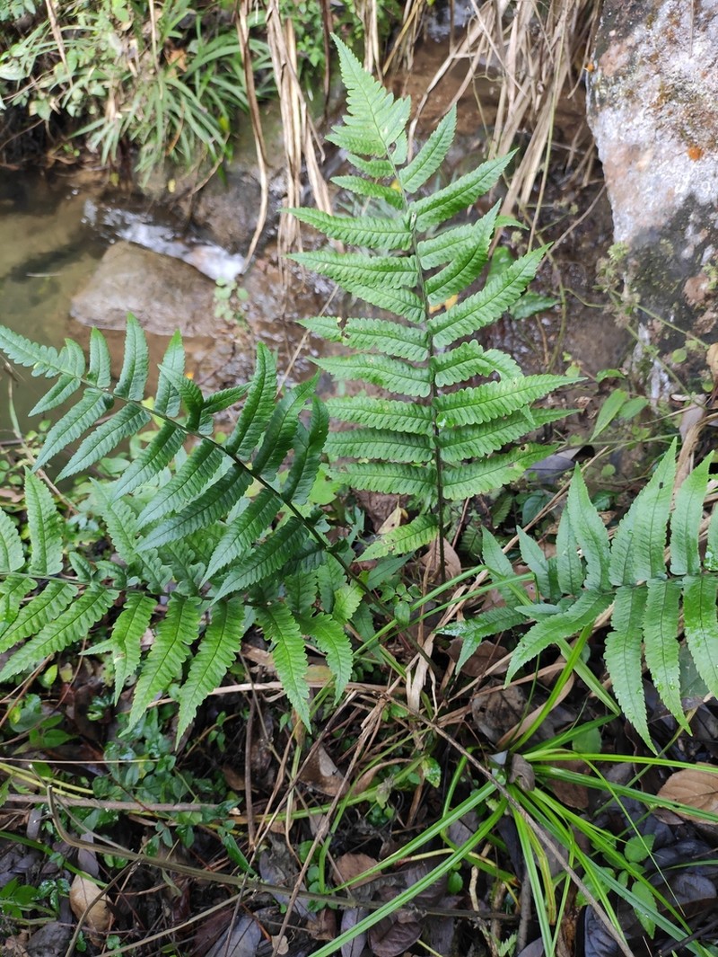 Dryopteris decipiens photo 3