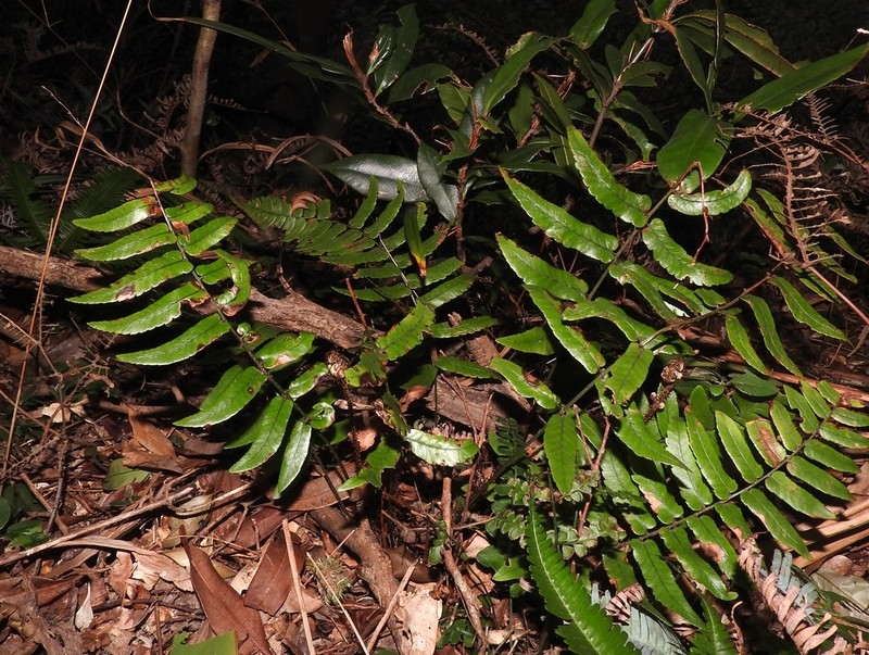Dryopteris decipiens photo 4
