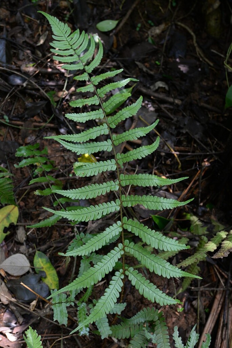 Dryopteris decipiens photo 5
